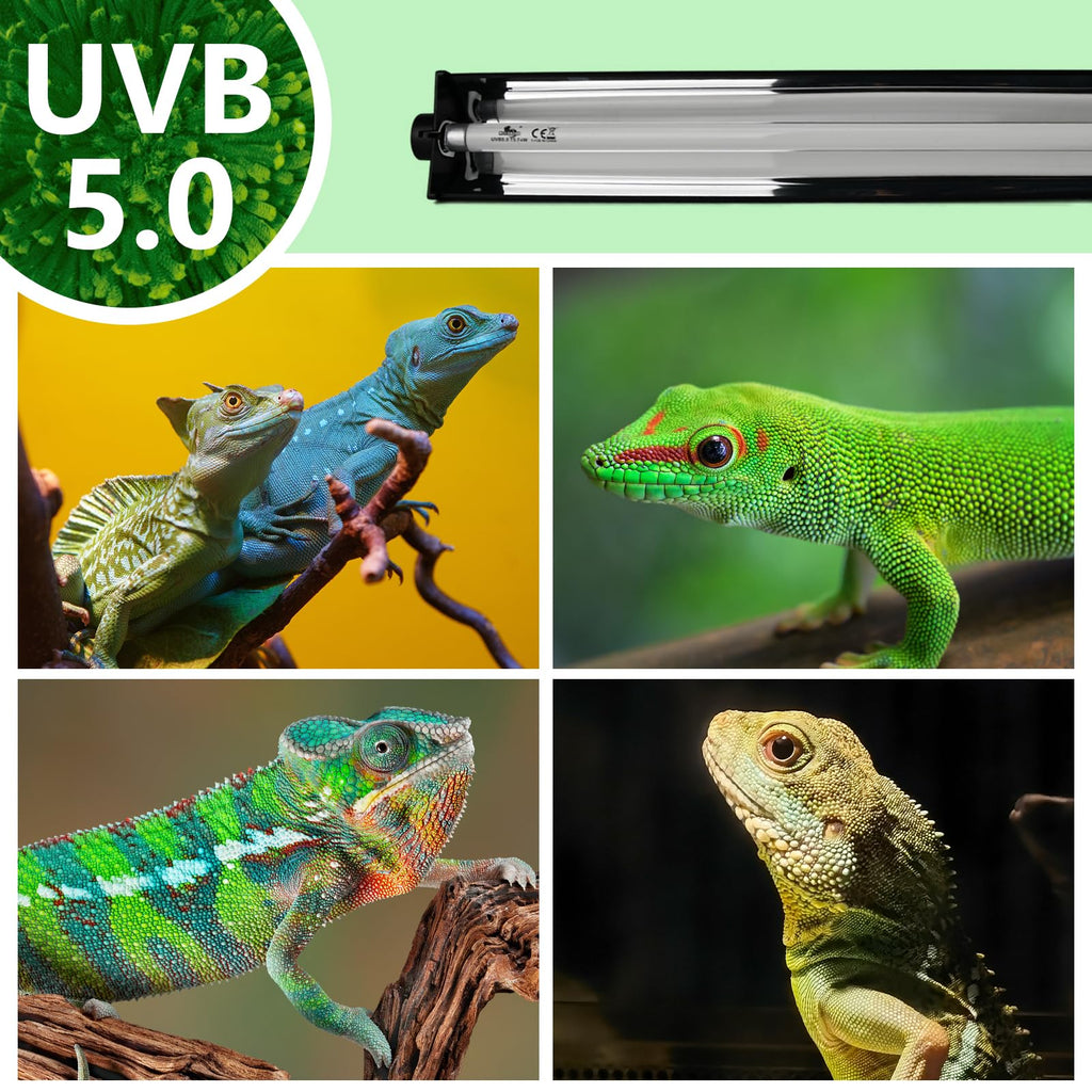 8W T5 UVB Lighting Combo Kit with Desert 5.0 Bulbs D169