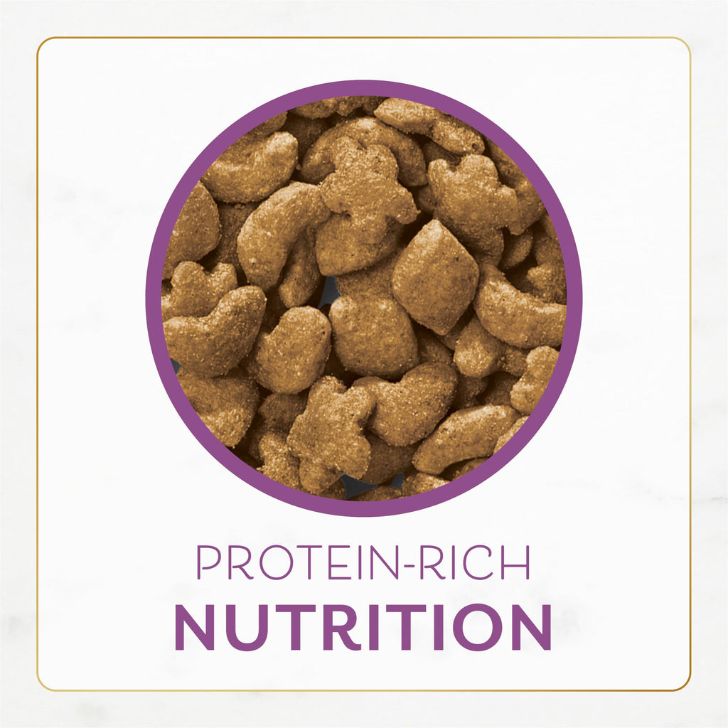 Chicken & Turkey Dry Cat Food 12lb Bag I82686